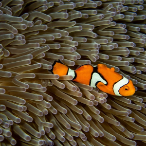 [롬복] 발리 출발 길리 스노클링 데이투어