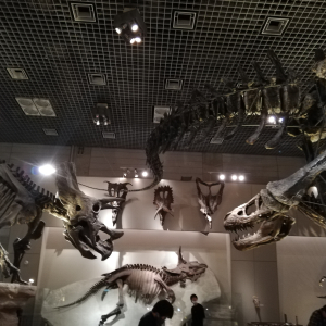 [도쿄]우에노 일본국립과학박물관(지구관) 키즈도슨트