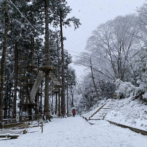 [가나가와] 포레스트 어드벤처 하코네 캐노피 코스