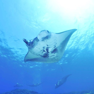 (한국어가이드) 발리 누사페니다 섬 스노클링 투어