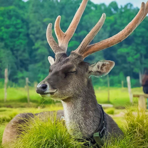 반둥 프라이빗 까와 뿌띠 투어