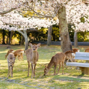 [한국어가이드] 교토 & 나라 일일 버스 투어 