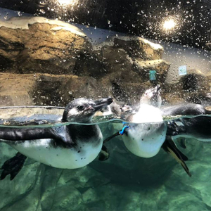 [광교] 아쿠아플라넷 입장권(1/1~1/31)