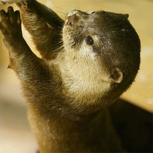 아쿠아플라넷 제주 입장권 & 늦은오후권 (26.02월)