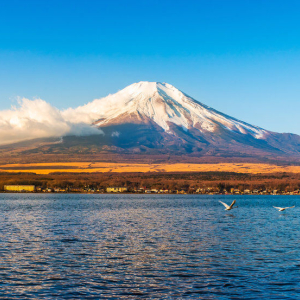 (한국어 가이드) 후지산 포토 스팟 일일 버스 투어 D코스