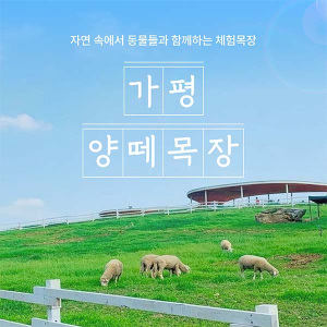 [가평] 양떼목장