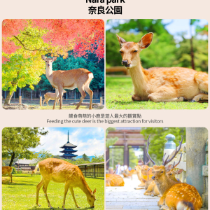 [한국어/영어가이드] 오사카 출발: 교토&나라 일일 버스 투어