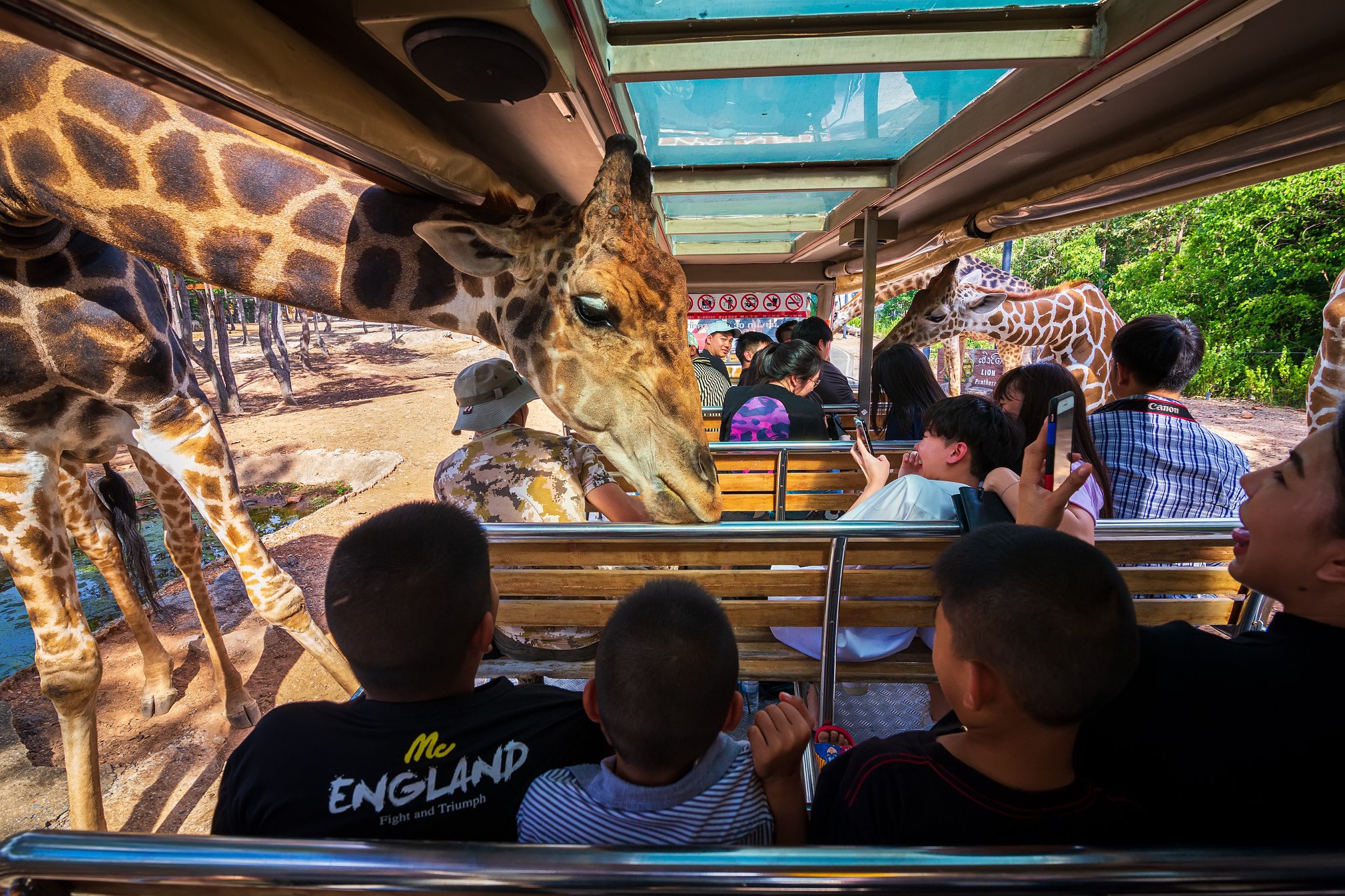 [치앙마이] 사파리 입장권