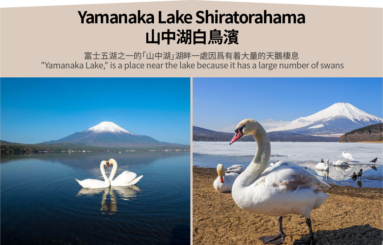 야마나카코 백조해안