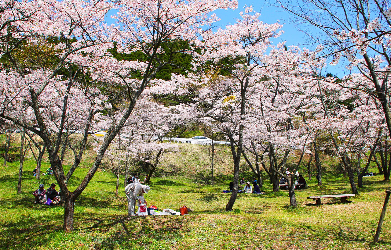 타카모리 센본자쿠라