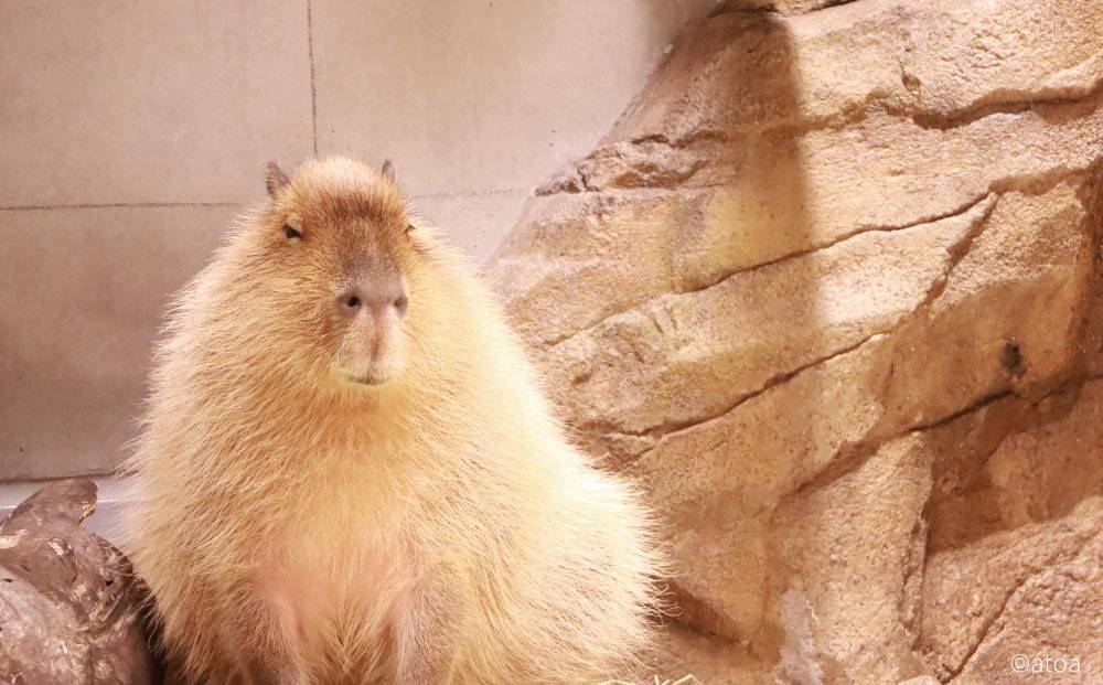 [고베] AQUARIUM×ART 아토아(átoa) 입장권